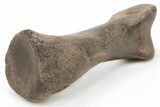 Struthiomimus Phalange (Toe Bone) With Stand - South Dakota #198566-4